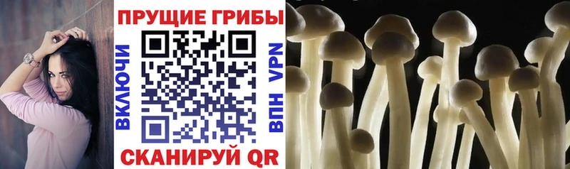 цены наркотик  Азов  Псилоцибиновые грибы Magic Shrooms 